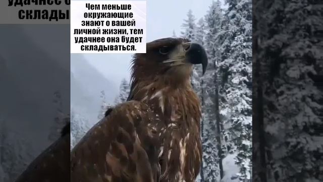 Орёл КАВКАЗА... смотреть онлайн