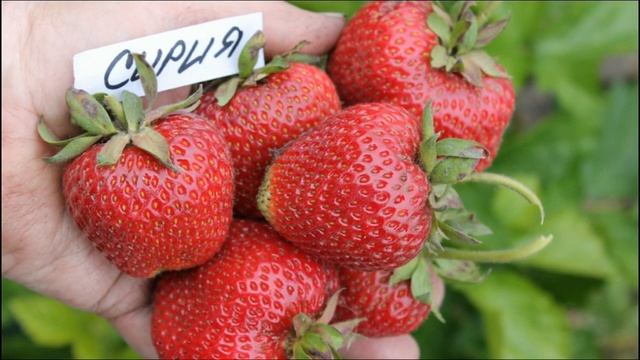 Видеопрезентация сортов земляники садовой. СЕЗОН 2022. смотреть онлайн