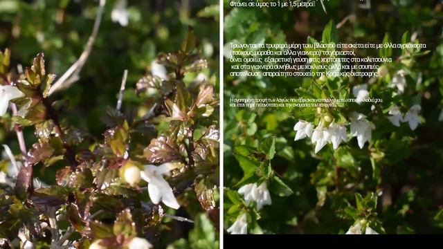 το Λαγουδόχορτο