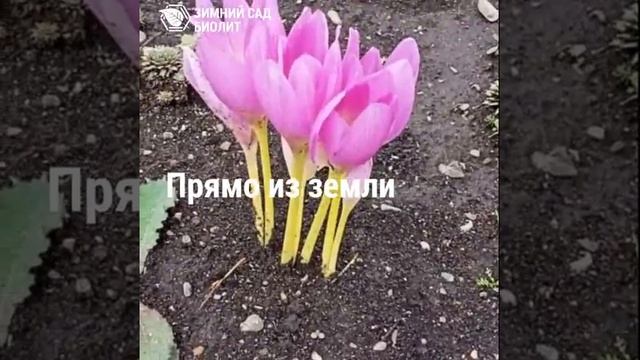 Безвременник. Эффектный осенний цветок смотреть онлайн