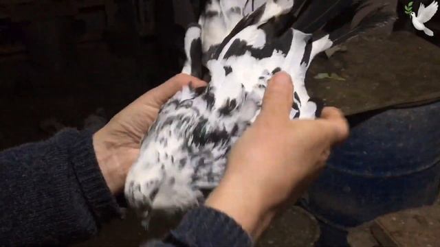 Голуби Сергея. Обзор мастей смотреть онлайн