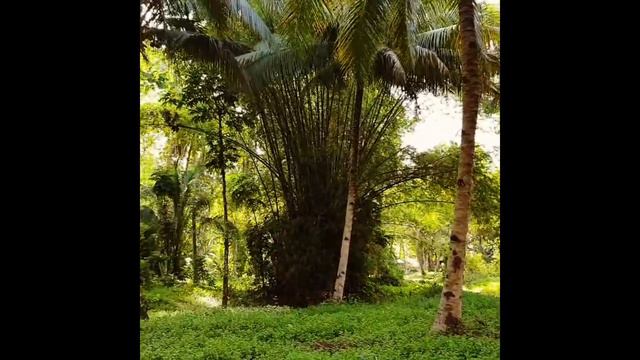 Bamboo grows interestingly смотреть онлайн