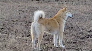 Потомок Верный