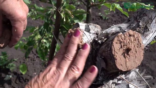 ბაღის მალამო «Вар Сад Пчелка» გამოყენების ინსტრუქცია смотреть онлайн