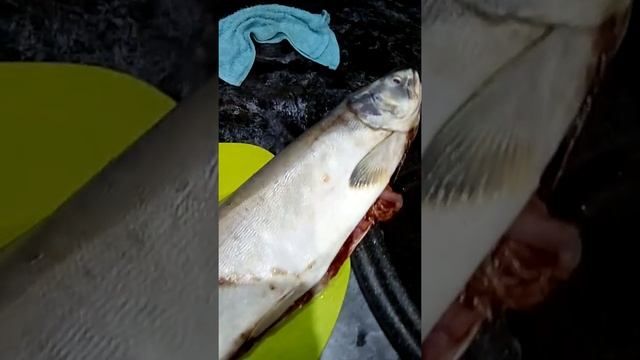 Как выбрать горбушу с икрой смотреть онлайн