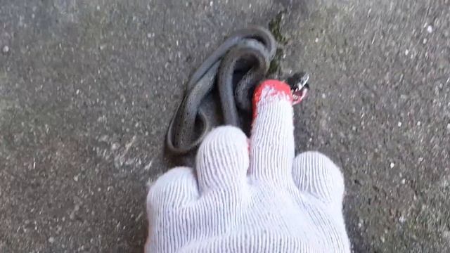 Большой уж! смотреть онлайн