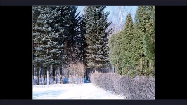 Дендропарк в Бирюлево смотреть онлайн