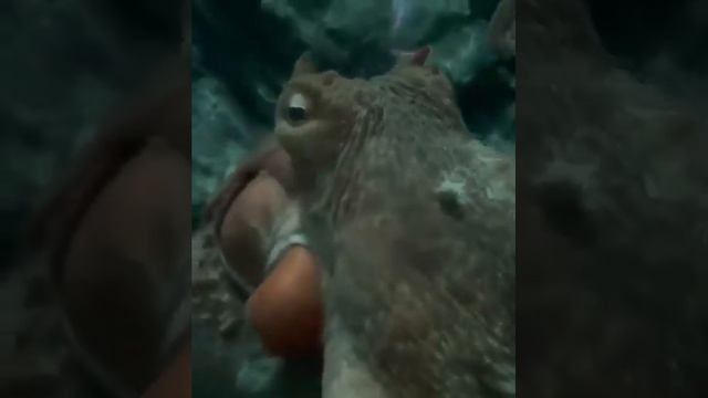 Ушастый гигантский осьминог. смотреть онлайн