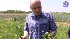 СОРНЯК на ЛЮЦЕРНЕ! РЕШЕНИЕ НАЙДЕНО!