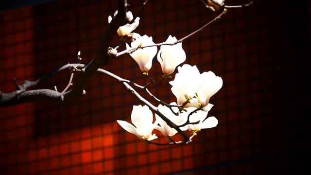 0775instagram#木#ハクモクレン[白木蓮]#家の周り#Tree#Magnolia denudata#around the my house#20210315 смотреть онлайн