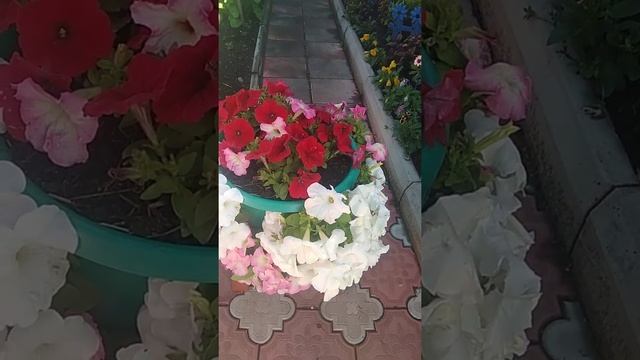 Петуния Сферика, цветок достойный внимания! смотреть онлайн