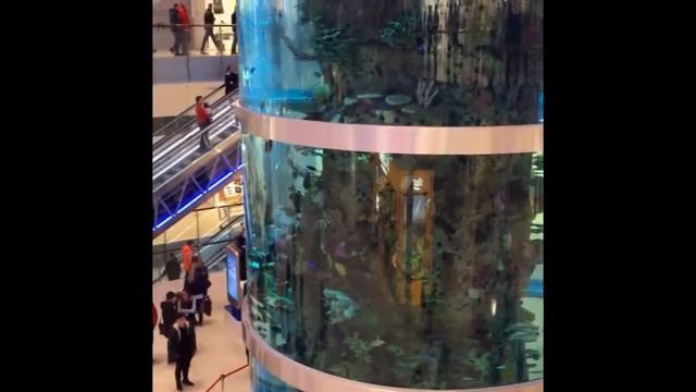 Огромный аквариум в гипермаркете Авиапарк. Аквалангист кормит рыб смотреть онлайн