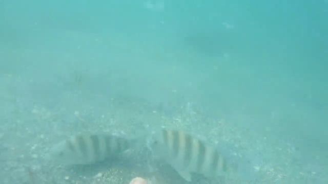 The Most Relaxing MEGALODON TOOTH HUNT EVER смотреть онлайн