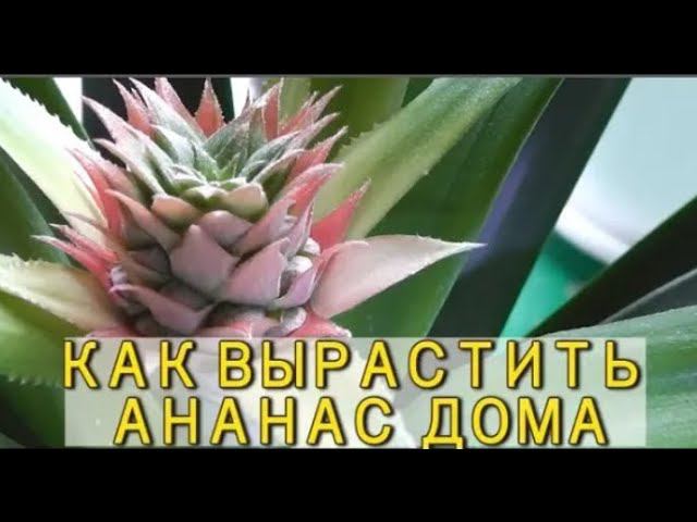 КАК ВЫРАСТИТЬ АНАНАС В ДОМАШНИХ УСЛОВИЯХ, чтоб дал плоды. смотреть онлайн