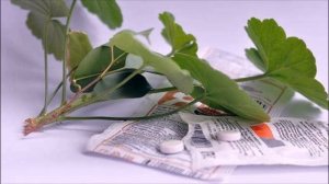 ЯНТАРНАЯ КИСЛОТА   секрет ОГРОМНОГО урожая! Янтарная кислота как подкормка удобрение для растений!