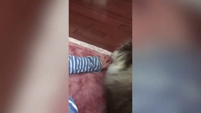 Животные и Дети / Приколы с Животными / Смешные Домашние Питомцы смотреть онлайн