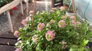 Вегетативный алиссум! Обзор сортов и черенкование.