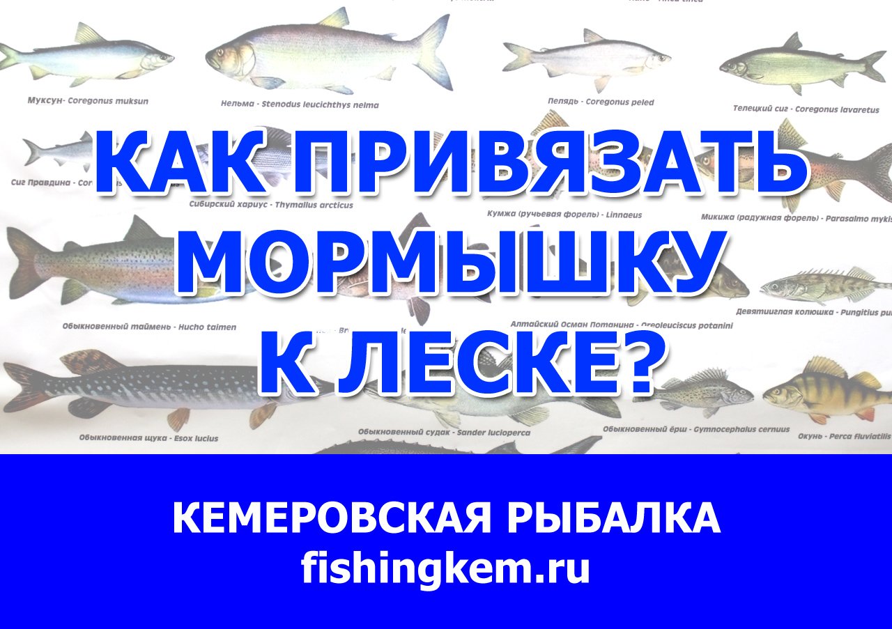 Как привязать мормышку к леске? мастер-класс Михаил Беккер 30 марта 2022 смотреть онлайн