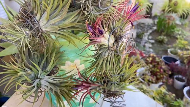 AMAZING FLOWERS OF TILLANDSIA + CARETIPS/ Sunog Ang Monstera ko🥺//jingle’s heartstrings смотреть онлайн