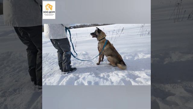 Symiko.ru | Собака Джордан ищет дом. Отдаем бесплатно. Собаки в дар в добрые руки. смотреть онлайн