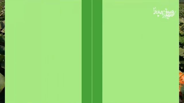 ПОРЦИОННЫЕ ТЫКВЫ от компании СеДек | Обзор и характеристика тыкв смотреть онлайн