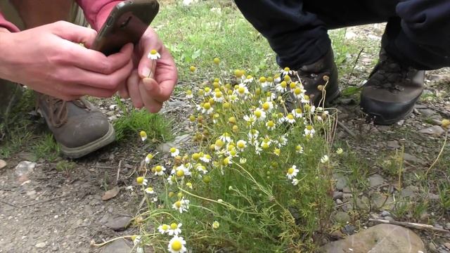 Wilde Kamille (Matricaria chamomilla) Wild chamomile смотреть онлайн