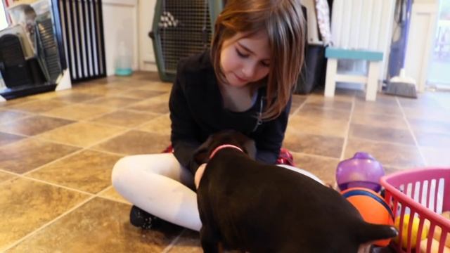 6 week old Doberman puppies смотреть онлайн