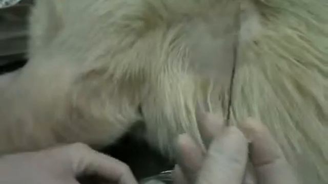 Перикар цент 2  алабай