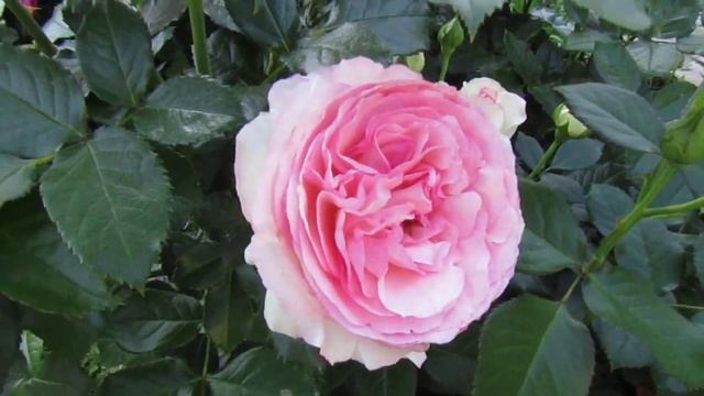 Мой розовый сад 2019г . "Пьер де Ронсар"Начало цветения!!! смотреть онлайн