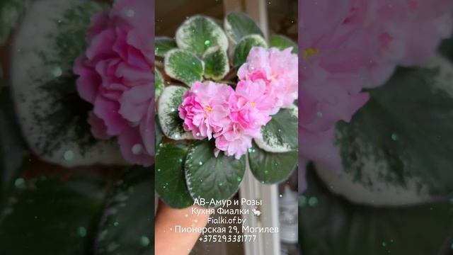 АВ-Амур и Розы. Кухня Фиалки 🐇 смотреть онлайн