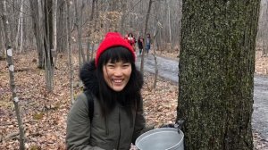 Как собирают кленовый сироп в Канаде