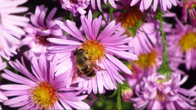 Canon PowerShot SX50 HS смотреть онлайн