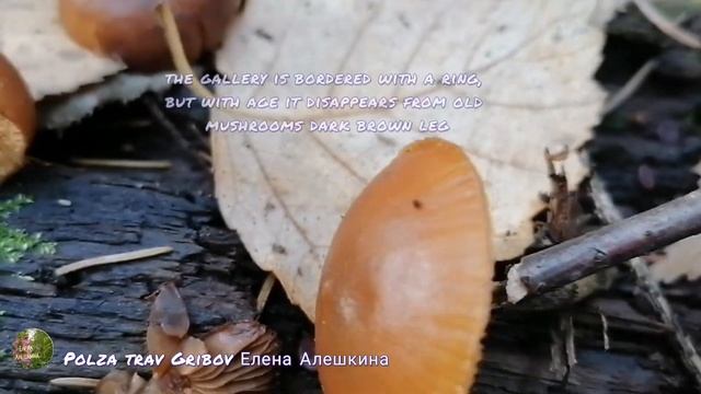 ?Как отличить ядовитую галерину от съедобных опят Poisonous galley bordered and edible mushrooms смотреть онлайн