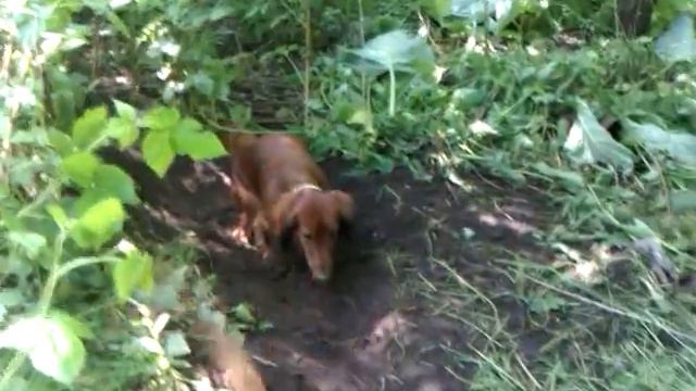 таксы в деревне.3gp смотреть онлайн
