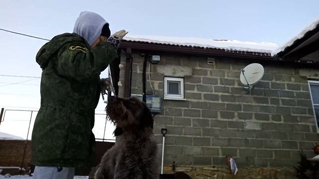 тренировка основным командам и охота с дратхааром смотреть онлайн