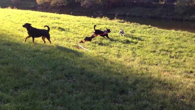 DOG FIGHT: Rottweiler VS Czechoslovakian Wolfdog смотреть онлайн