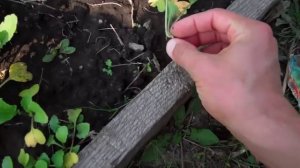 Как не копать грядку - природное земледелие