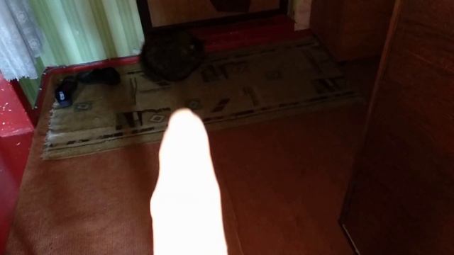 Cats Vlog Кошка бодается. Коты и птичка. Кот ждет хозяина.