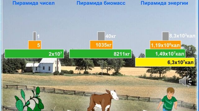 Урок 4 Экологические пирамиды