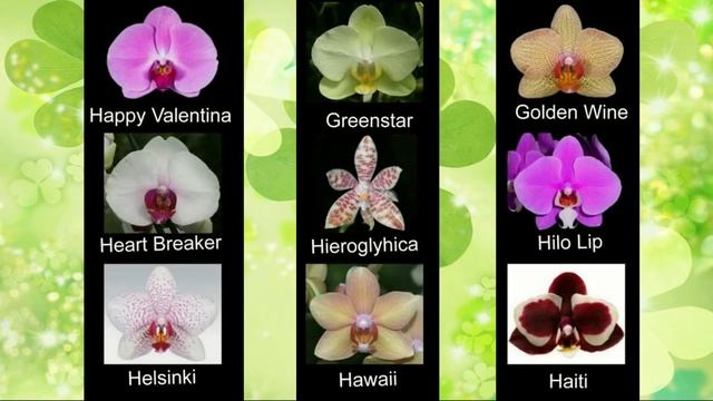 Сорта названия орхидей фаленопсис ❀ Phalaenopsis orchid varieties смотреть онлайн