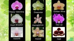 Сорта названия орхидей фаленопсис ❀ Phalaenopsis orchid varieties