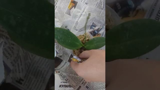 И опять посылка, и распаковка. Новые орхидеи. смотреть онлайн