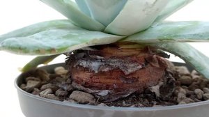Dudleya brittonii