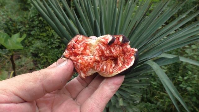 Инжир Чёрная Бурса цветущая юкка смотреть онлайн