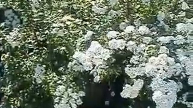 Цветут кусты невесты... смотреть онлайн