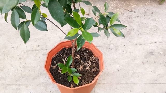 Care of FICUS PLANT in Summer. смотреть онлайн