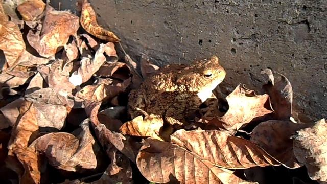 ? strange frog странная лягушка ? смотреть онлайн