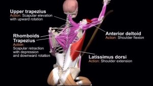 Тренировка с канатом (обучение 2)