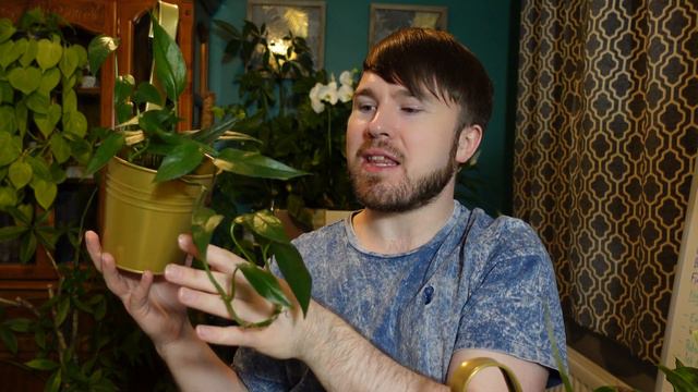 12 Perfect Plants for Your Desk (Student or Home Working) смотреть онлайн