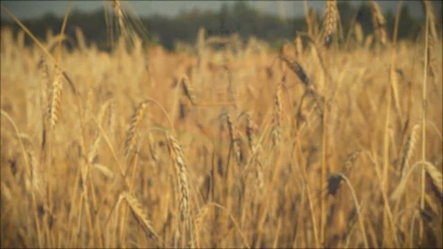 Децис 100 от Байер смотреть онлайн